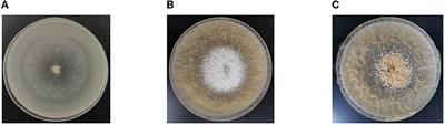 Transcriptomics combined with metabolomics unveiled the key genes and metabolites of mycelium growth in Morchella importuna